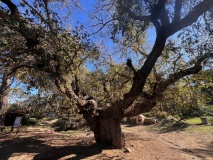 Aphrodite´s and Adonis´ Oak and Well