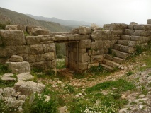 Pleuron