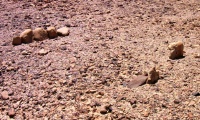 Click for full size image of Wadi Paran ancient agriculture terraces, matseboth and Rock art (PID:152970) Wadi Paran ancient agriculture terraces, matseboth and Rock art