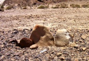 Click for full size image of Wadi Paran ancient agriculture terraces, matseboth and Rock art (PID:152971) Wadi Paran ancient agriculture terraces, matseboth and Rock art