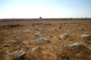 Dolmen field near Natur on the Golan Heights 