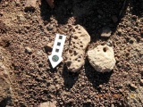 Roded cult sites
