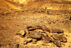 Sha'alav Plaza Site