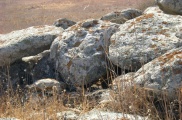 Dolmen field near Natur on the Golan Heights 