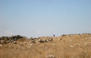 Dolmen field near Natur on the Golan Heights 