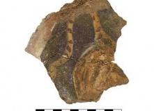 Tzippori