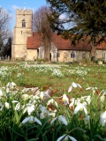 Takeley snowdrops