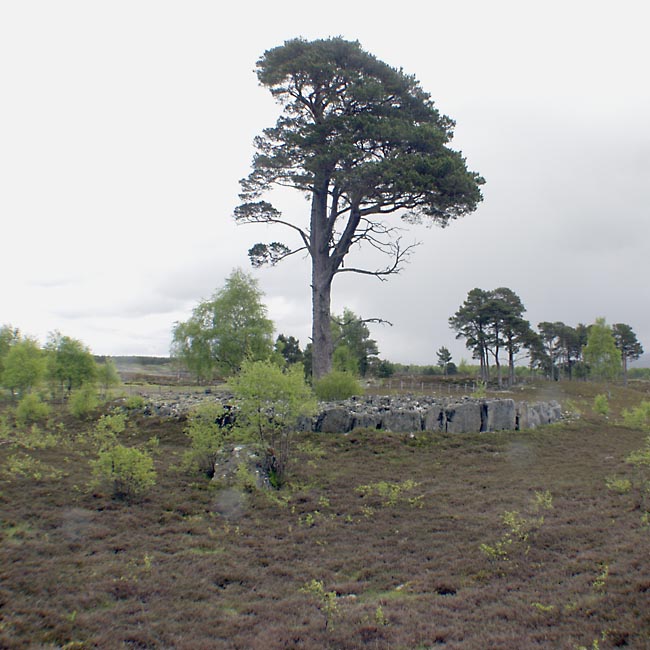 Click for the gallery page to add comments and vote (PID:12276) Grenish