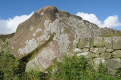 The Roaches