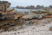 Click for full size image of Curiosities of St Agnes - Beached whale (PID:210803) Curiosities of St Agnes - Beached whale