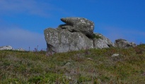 Curiosities of St Agnes - Toad