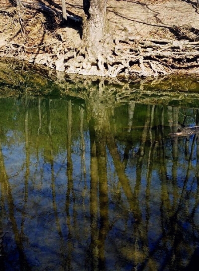 Here in Pennsylvania, spring comes late, but we had had some warm days, and despite the barren look of the landscape around it, the Jordan Creek was showing a bloom of algae along its banks. That, the blue sky and the exposed roots gave a sense of two worlds, one above, one below.