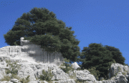 Ancient Phoenician Cedar park - PID:161589