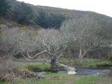 Solva - PID:19658
