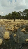Land of the Menapii tribe: Kalmthoutse Heide - PID:147445 Land of the Menapii tribe: Kalmthoutse Heide - PID:147445