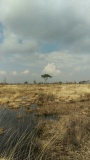 Land of the Menapii tribe: Kalmthoutse Heide - PID:147446 Land of the Menapii tribe: Kalmthoutse Heide - PID:147446