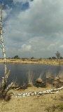 Land of the Menapii tribe: Kalmthoutse Heide - PID:147447 Land of the Menapii tribe: Kalmthoutse Heide - PID:147447