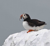 Inner Farne Puffin