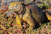 Galapagos Land Iguana submitted by Creative_Commons