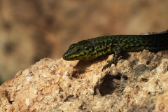 Buggiba
