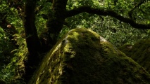huelgoat forest - PID:79813