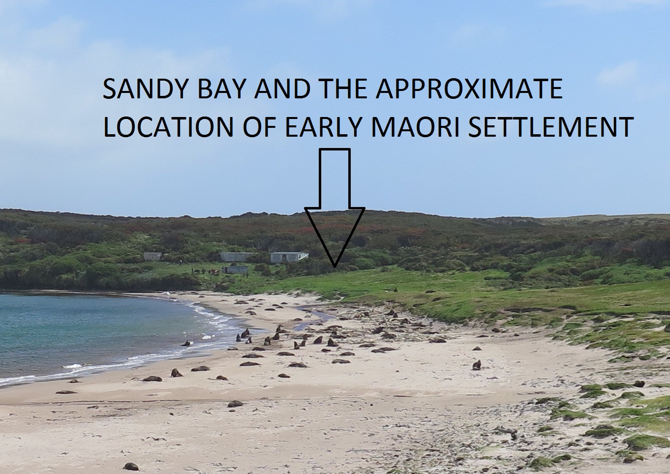 Sandy Bay site photographed on a voyage to The Auckland Islands and Campbell Island in January 2015
