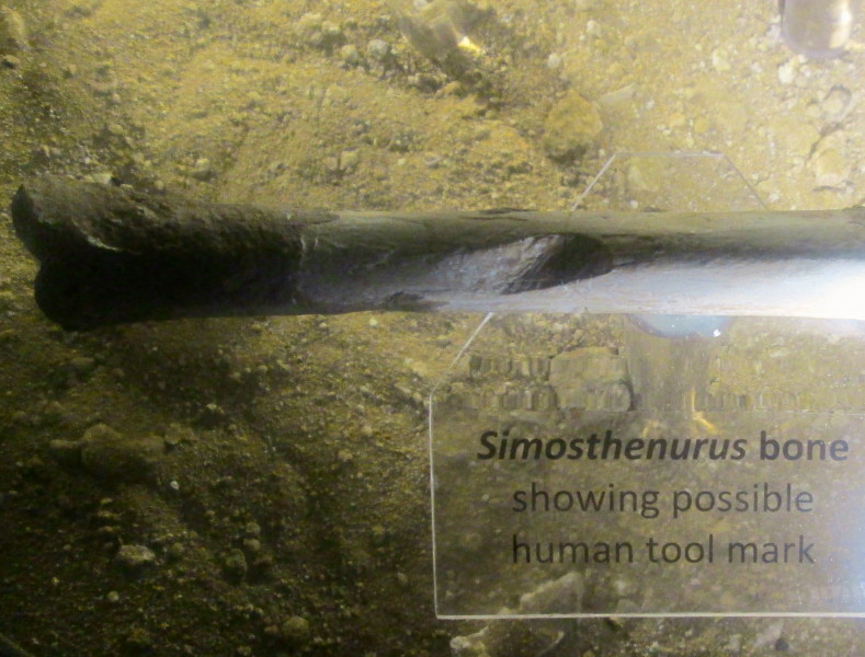A notch on the bone of an extinct Simosthenurus (giant kangaroo) on display inside the cave.  The notch together with break and burn marks on other bones is evidence of early human activity in the cave.  June 2013.