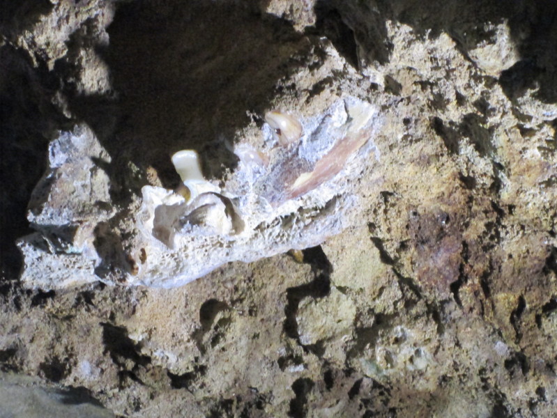 The fossilised jaw of an extinct Zygomaturus trilobus dated to between 55,200 and 44,400 years before present.  June 2013.