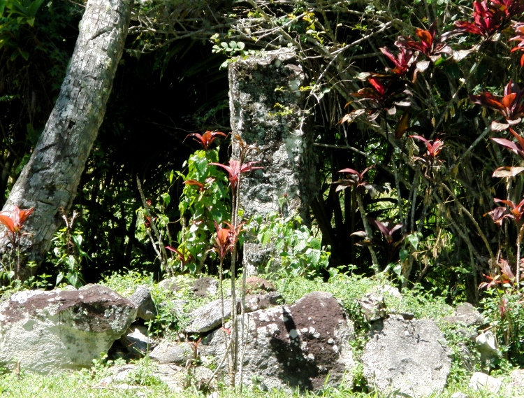 Click for the gallery page to add comments and vote (PID:136607) Arai Te Tonga