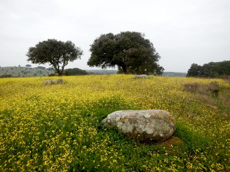 Click for the gallery page to add comments and vote (PID:142430) Área Arqueológica do Torrão