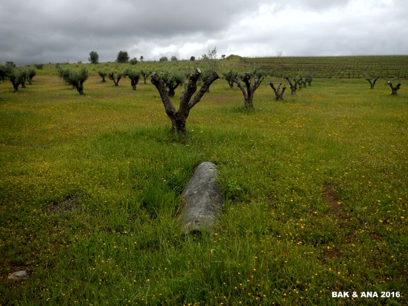 Click for the gallery page to add comments and vote (PID:148041) Menires na Herdade dos Perdigões