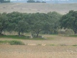Antas do Chainha - PID:69968