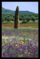 Click for full size image of Menhir de Outeiro (PID:40518) Menhir de Outeiro