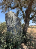 Anta da Belhôa