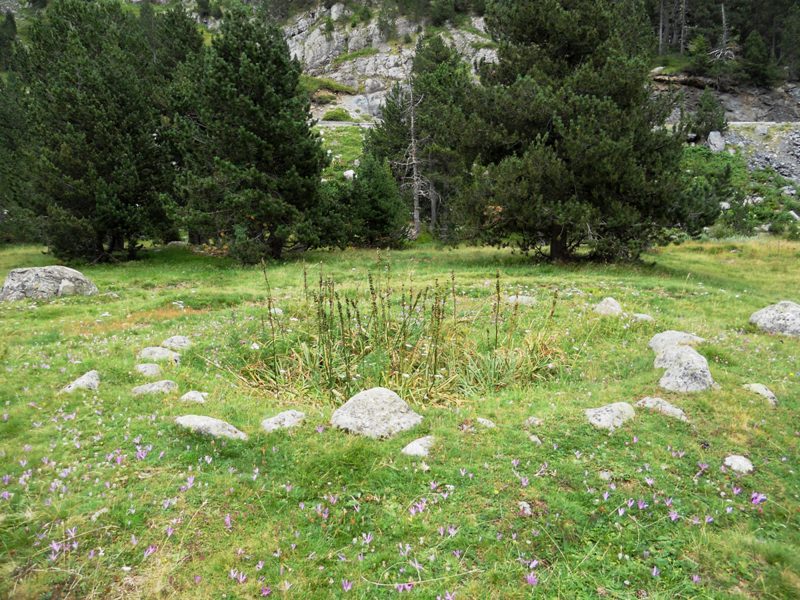 Click for full size image of Forau de la Llana (PID:63655) Forau de la Llana