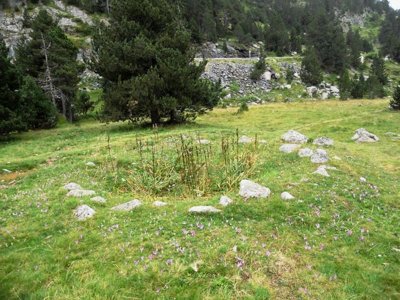 Forau de la Llana (PID:63641) Forau de la Llana