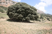 Dolmen de Rúbies - PID:145620