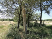 Menhir de Gangolells