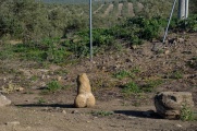 Conjunto Arqueológico de Cástulo