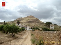 Singilia Barba