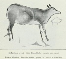 Click for full size image of Altamira (PID:98332) Altamira