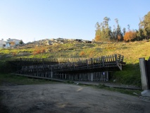 Petróglifos de A Caeira
