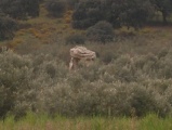 Ronda Dolmen - PID:77598