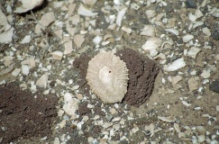 Conchero de El Matorral