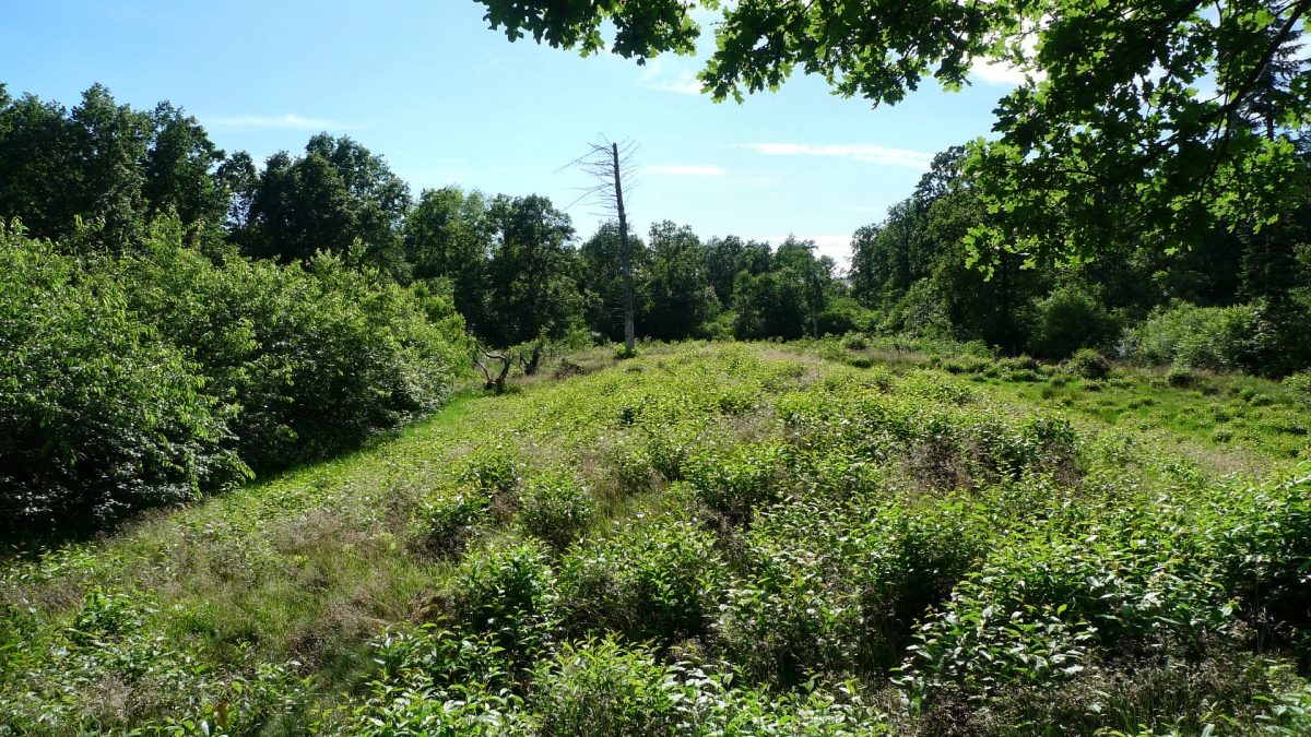 Årtoft Plantage Langdysse