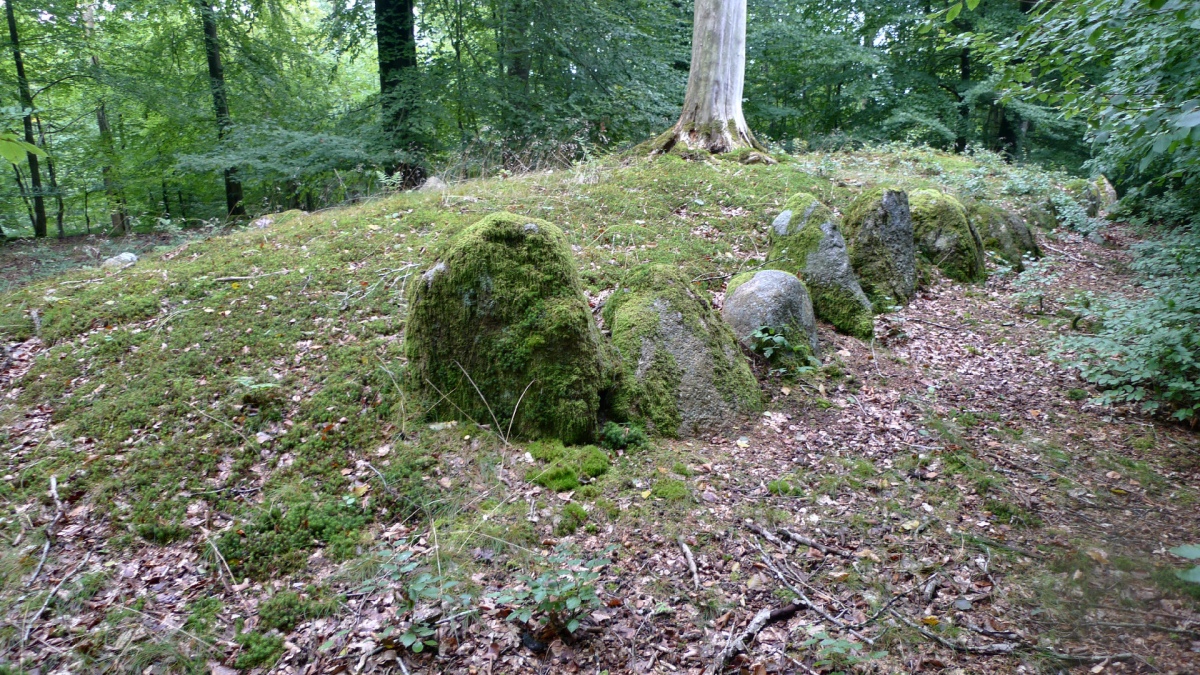 Hønsnap Skov Afd. 686 Langdysse