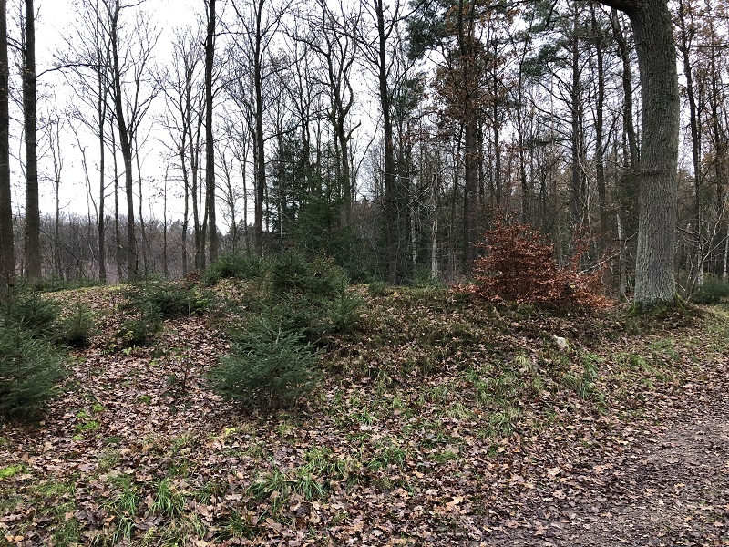Ravnsholt Skov Langdysse