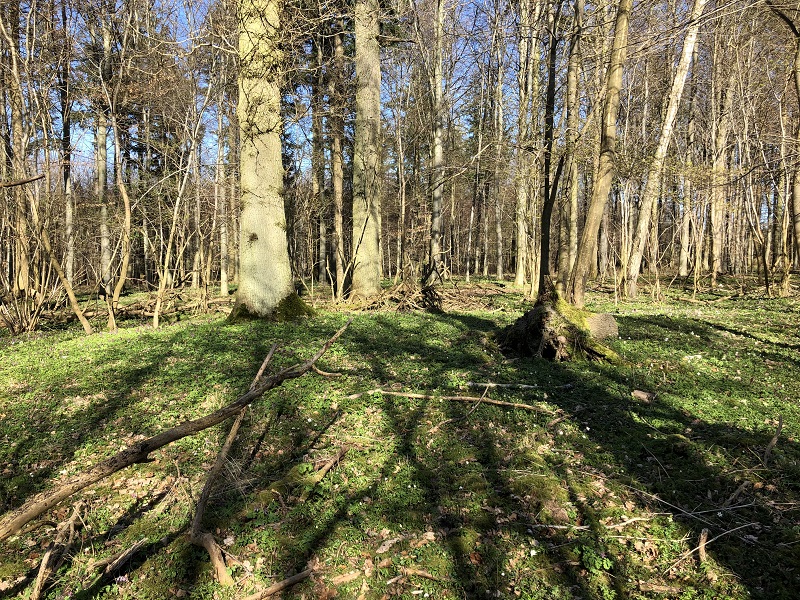 Boserup Skov Gravhøj 3