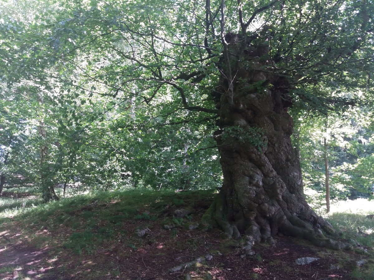 Click for the gallery page to add comments and vote (PID:221440) Strandegård Dyrehave Rundhøj Syd