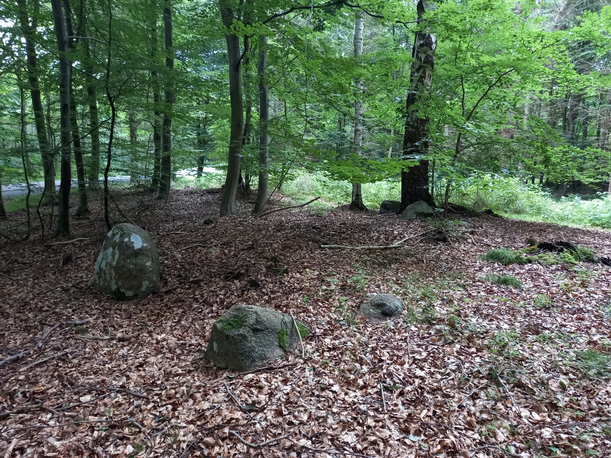 Click for the gallery page to add comments and vote (PID:229799) Bønnet Skov Langdysse
